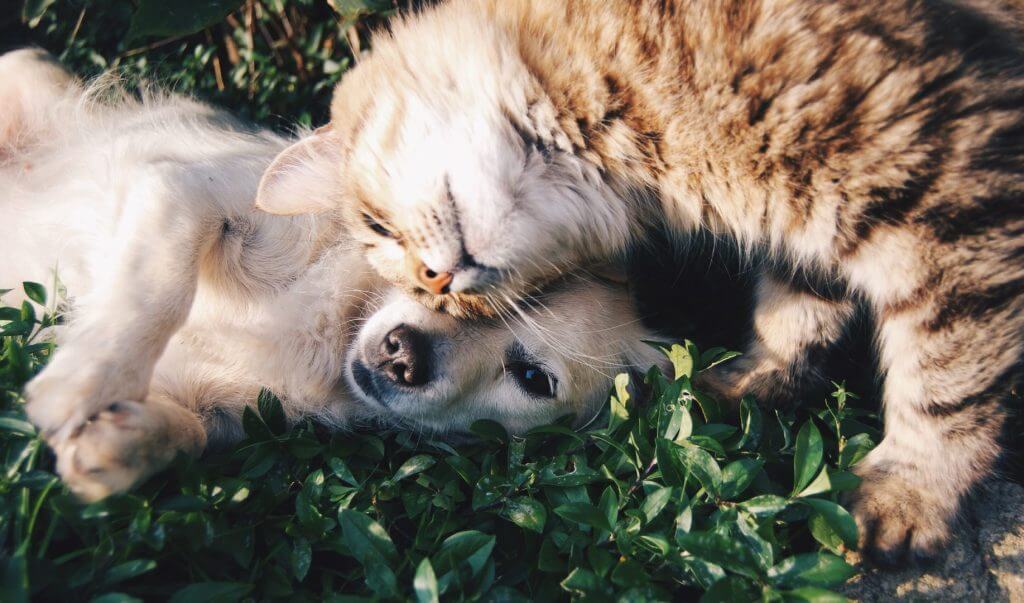pet friendly rivercity